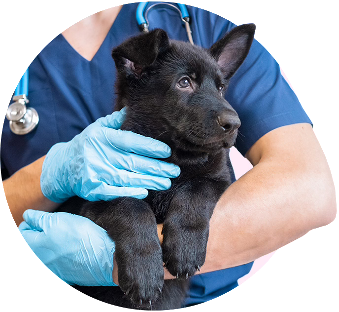 From annual checkups to vaccines and dental cleanings, Uprova helps you manage everyday vet expenses with ease.